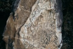 Wooden-Fossil-1