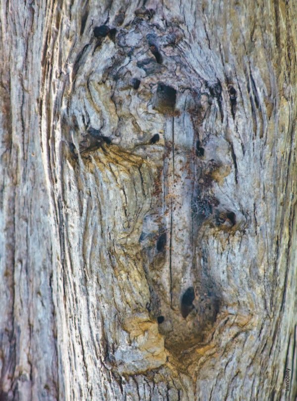 Tree Bark Image Prints